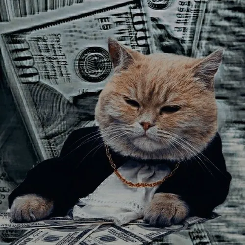 Avatar dễ thương mèo lạnh nheo mắt tỏ cảm xúc nghiêm