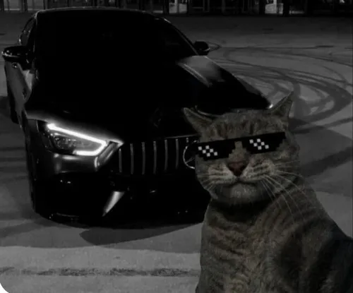 Khám phá ảnh profile mèo ngầu với ánh sáng tối giúp tăng chiều sâu cảm xúc