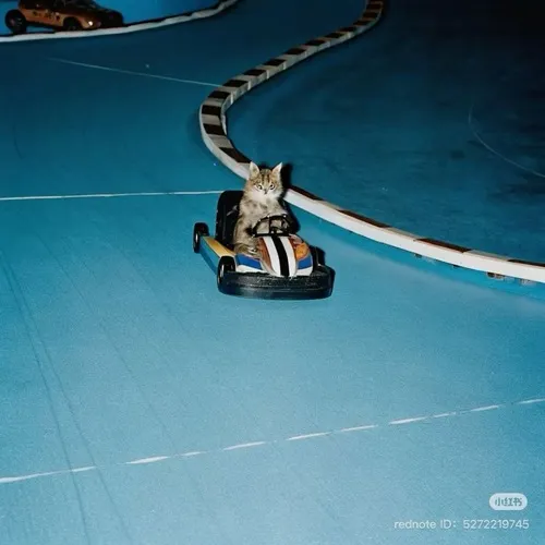 Ảnh đại diện mèo cá tính xoay nửa người lộ đường lông phản sáng ấn tượng