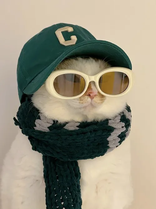 Ảnh đại diện mèo ngầu dành cho ai muốn làm mới trang cá nhân nhẹ nhàng