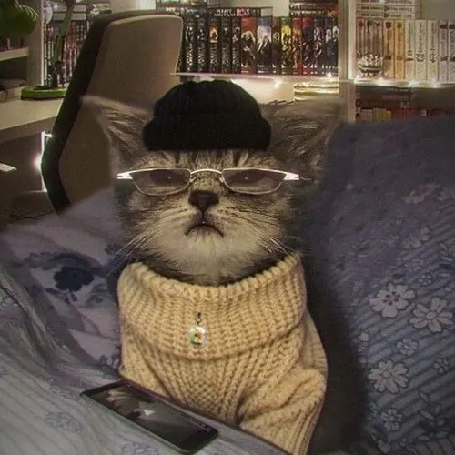 Ảnh đại diện cá nhân mèo chất tái hiện mèo liếc đậm khí chất