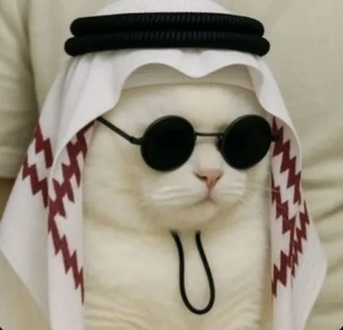 85 ảnh Avatar Mèo Ngầu lạnh lùng giúp hồ sơ của bạn chất hơn mà không lộ mặt