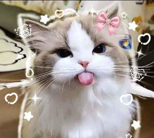 Avatar dễ thương avatar vô tri hài hước tạo biểu cảm trống rỗng theo phong cách hoạt hình