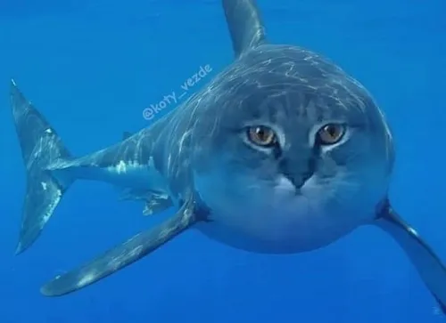 Khi cá mập trắng hóa biểu cảm bất lực khiến ai cũng bật cười