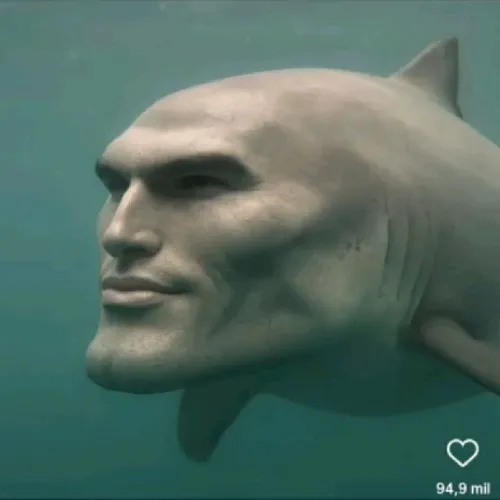 Bộ meme cá mập cho người đang mệt mỏi giữa tuần