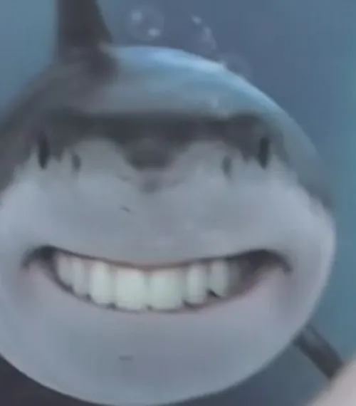 Cá mập há miệng cười nhe răng và loạt khoảnh khắc hài khó tưởng