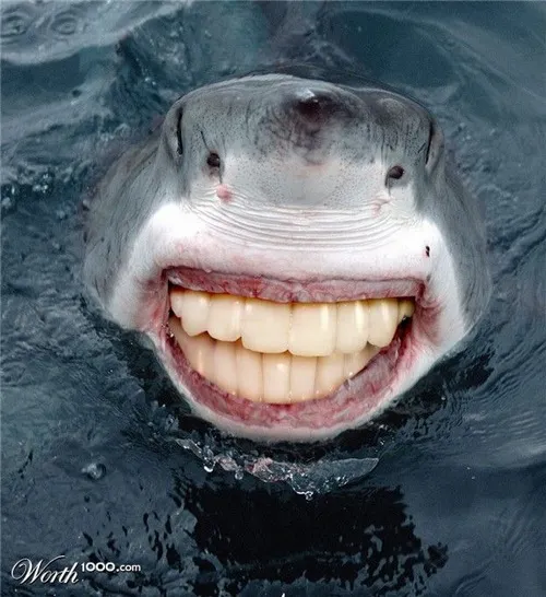 50+ Meme Cá Mập hài hước cười nhe răng hù dọa tuy hung dữ nhưng đáng yêu
