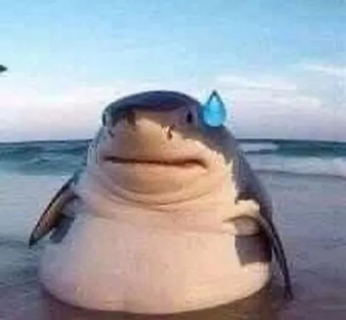 Ảnh troll cá mập trắng nghiêng thân sát đáy biển mơ màng