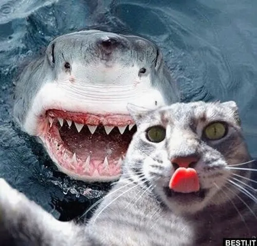 Khoảnh khắc cá mập răng sắc nhưng biểu cảm mềm yếu