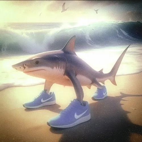 Hình meme hài cá mập lao vút rồi khựng lại