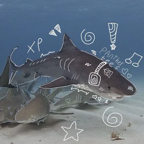 Ảnh meme vui cá mập rẽ sóng mạnh nhưng nhìn hiền