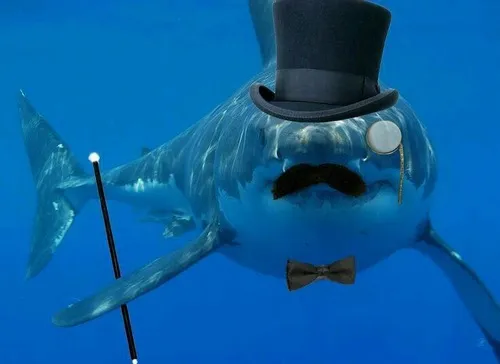 Hình troll cá mập hé miệng nhỏ tạo vẻ dễ thương