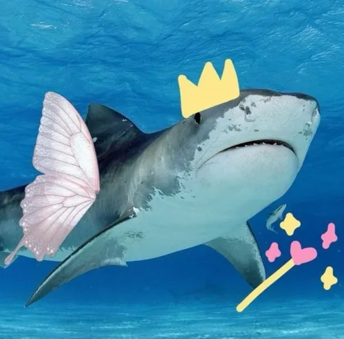 Bộ ảnh cá mập trắng đầy sắc thái dành cho chat nhóm