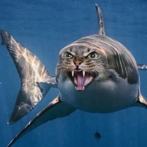 Khi quái vật biển lại trở thành nhân vật hài nhất mạng