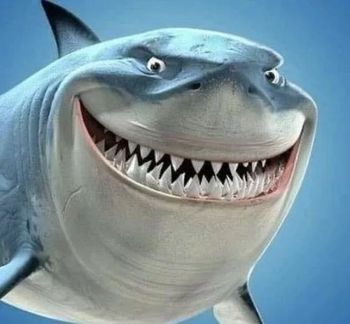Hình meme hài cá mập nhe hàm răng sắc nhọn