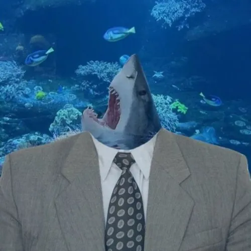 Hình troll cá mập dừng lại vì đàn sứa chắn ngang