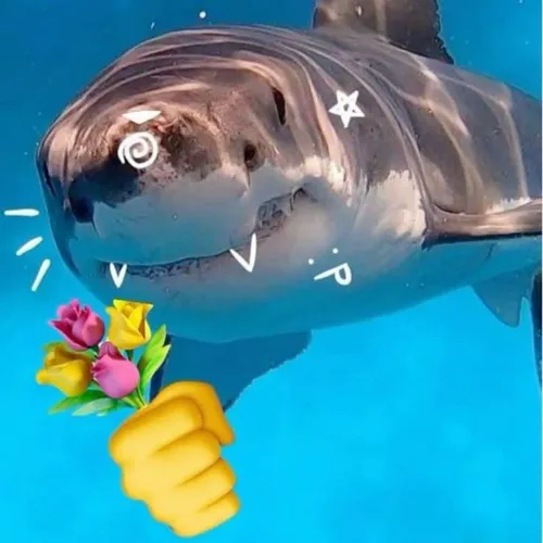 Ảnh meme cá mập tặng hoa