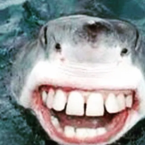 Ảnh chế cá mập trồi lên nửa thân với mắt thất thần