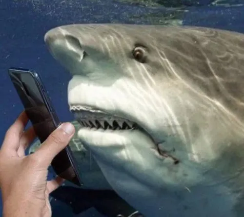 Meme hài cá mập nổi đầu lên như kiếm chút bình yên