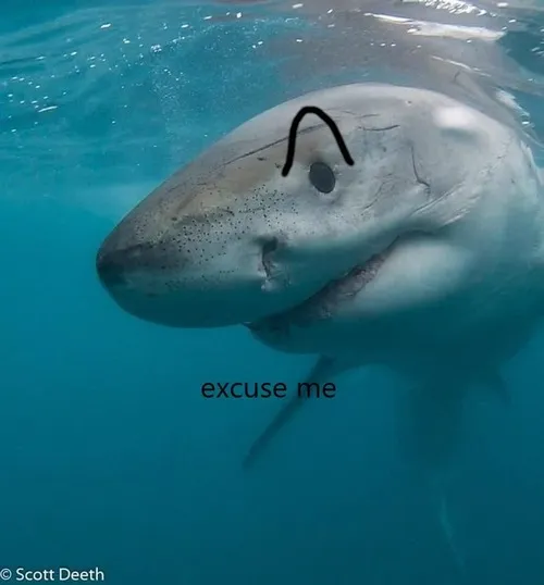 Hình chế meme vui cá mập xoay vòng loạn xạ hoang mang