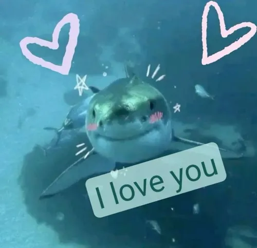 Ảnh meme cá mập thả tim