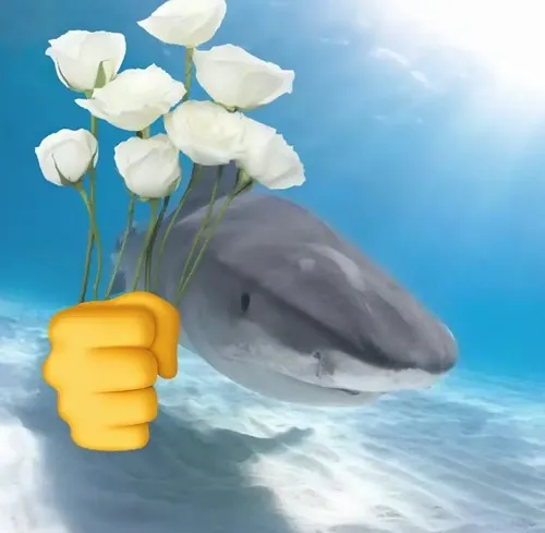 Ảnh meme hài chú cá mập tặng hoa tỏ tình