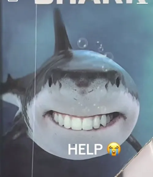 Meme hài cá mập quay đầu liên tục tìm lối thoát