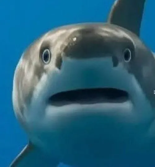 Meme cá mập chồm lên mạnh rồi rơi xuống nước