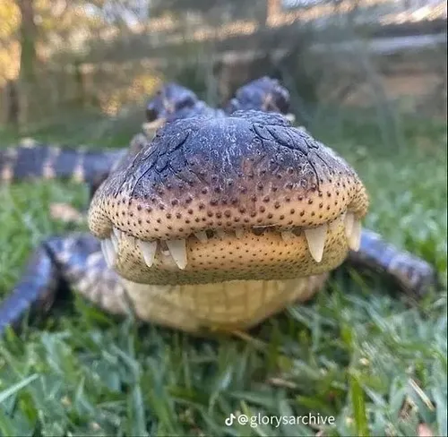 Ảnh meme vui cá sấu lặn nửa thân như muốn trốn