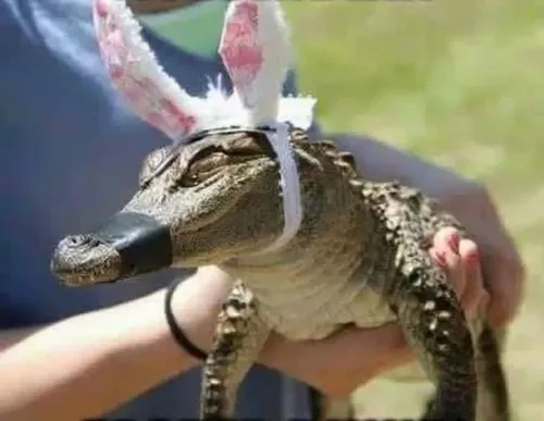 Ảnh troll cá sấu nghiêng đầu quan sát đời đầy mệt