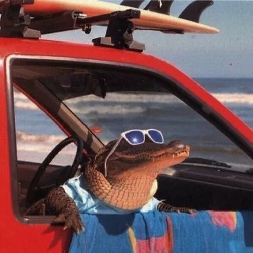 Hình meme hài cá sấu lách sóng chậm rãi nhìn xa xăm