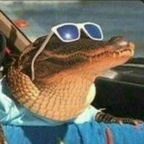 Meme hài cá sấu nấp bùn lâu khiến thân hình cứng đơ