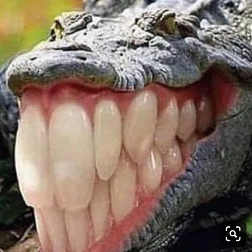 Cá sấu cười nhe hàm răng đều tăm tắp