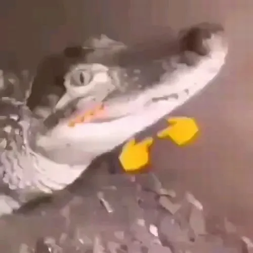 Cá sấu và nét hài điềm tĩnh hợp mọi cuộc trò chuyện