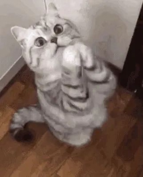 Bộ meme mèo cầu xin chuẩn tinh thần mềm lòng trong một nốt nhạc