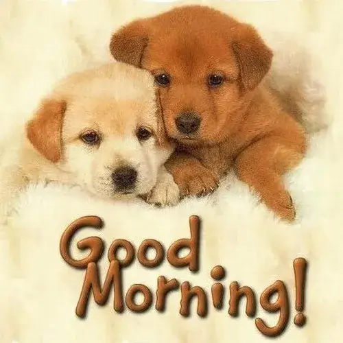 Ảnh chế “đánh thức giấc mơ bằng tách cà phê nóng”