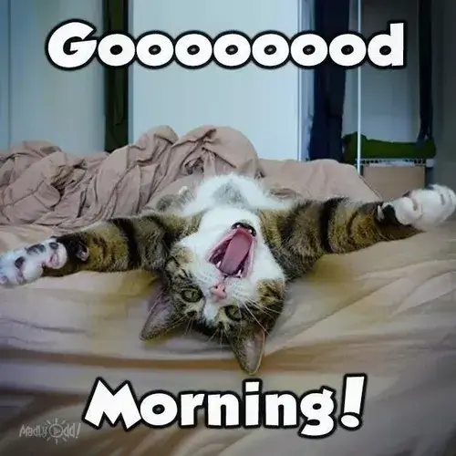 Ảnh mèo hài hước “sáng nay bạn đẹp hơn bình minh đấy nha”