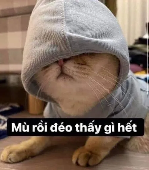 Meme mèo che mắt không thấy gì hết