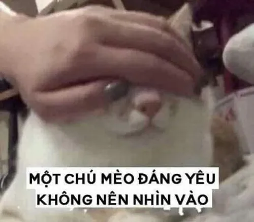 Meme che mắt mèo lại, không nên nhìn vào