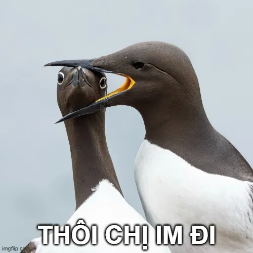 Hình meme hài ánh nhìn lạnh tanh khiến ai cũng tự giác im bớt.