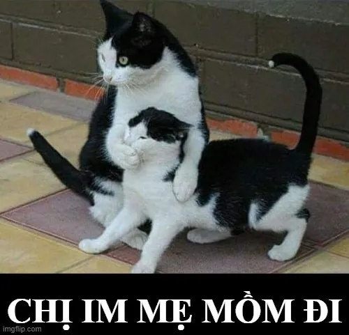 Hình troll biểu cảm nghiêng đầu mệt mỏi nhìn đối phương không cảm xúc.