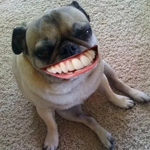 Bộ ảnh chó nhe răng meme gắt hài nhìn là cười