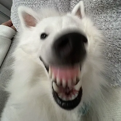 Meme chó nhe răng phù hợp phản ứng drama nhẹ trong nhóm