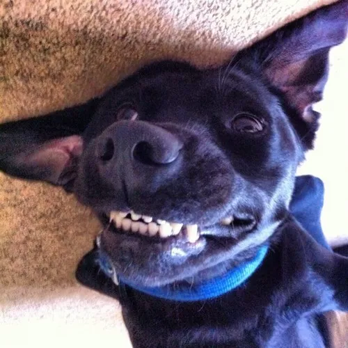 Ảnh chế chó gầm gừ nhẹ nhưng vibe vẫn đáng yêu.