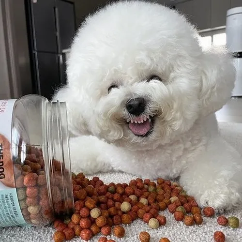 69 ảnh Chó Nhe Răng Meme cười hài hước phù hợp gây cười cực mạnh