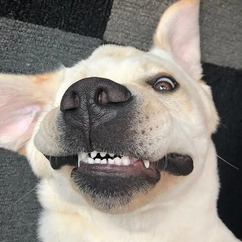 Ảnh vui chó gầm gừ méo miệng tạo dáng ngầu lố.