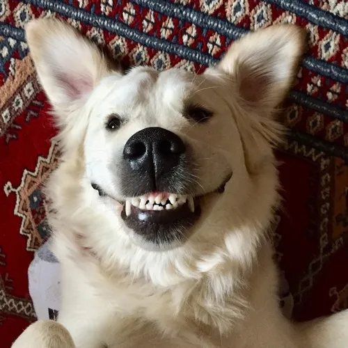 Bộ meme chó gắt nhưng cute dùng trong mọi cuộc trò chuyện