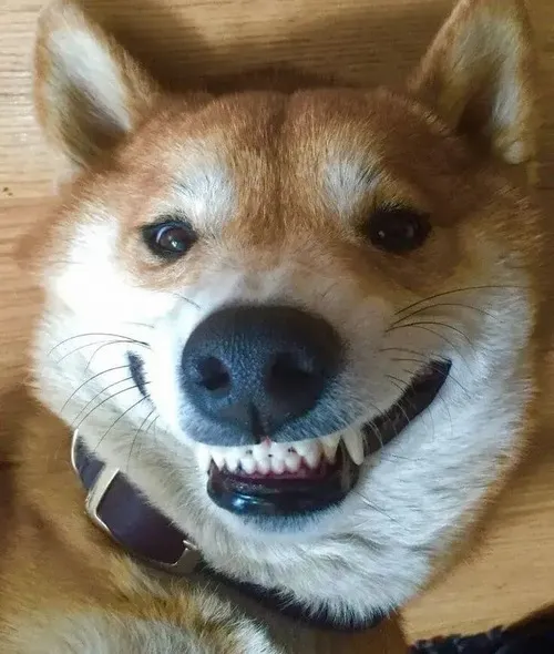 Ảnh chó Shiba nhe răng gắt gỏng nhưng trông vẫn cute.