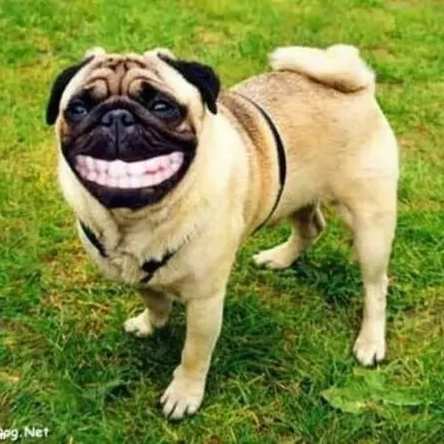 Hình chế chó nhe nanh thể hiện thái độ khó ở.