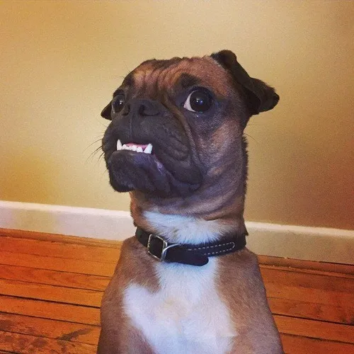 Meme chó nhe răng khoe mặt gắt hài cực buồn cười.